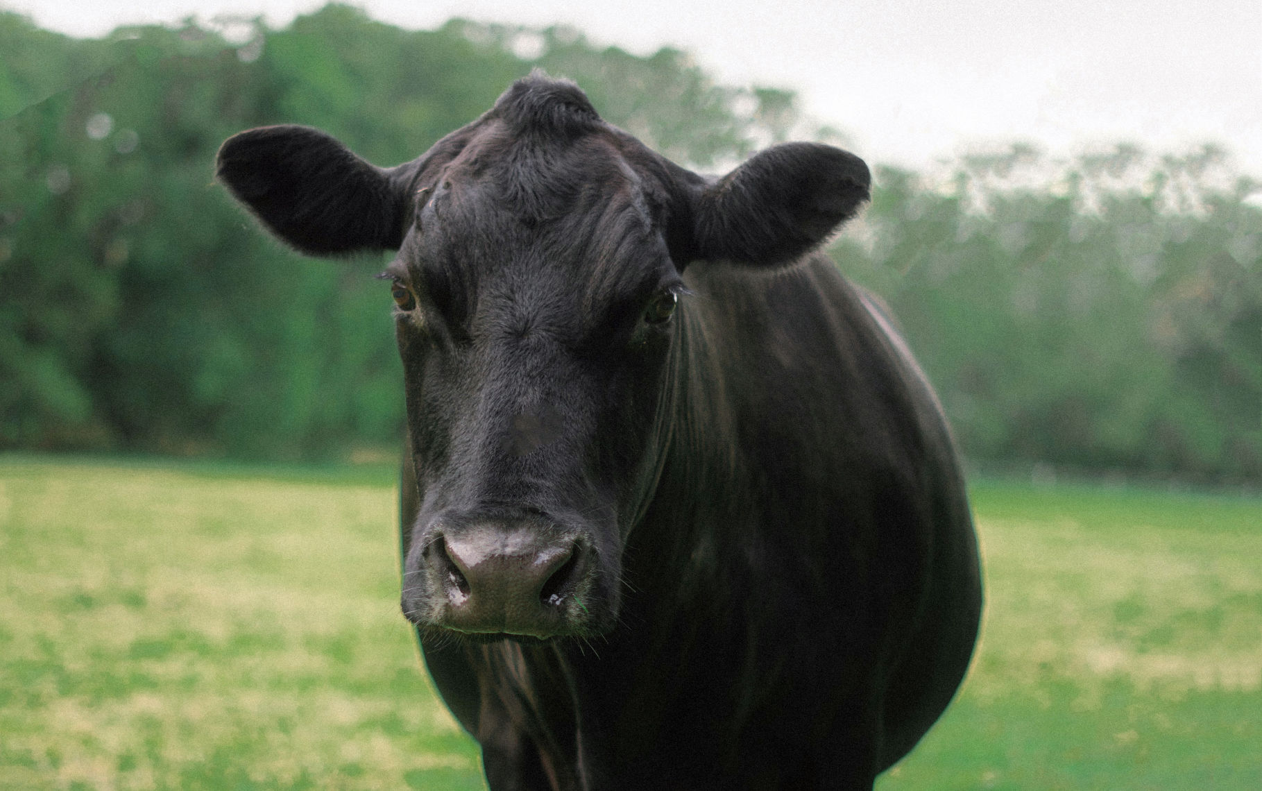 beef